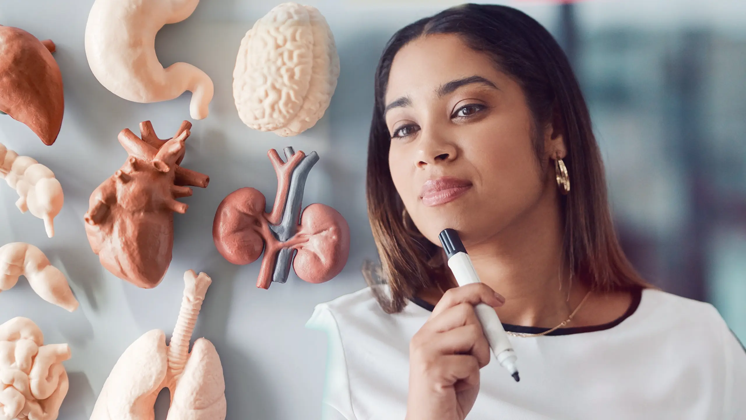Clinician studying heart, brain, kidney, lung and intestine models, reflecting sepsis's multi-organ impact